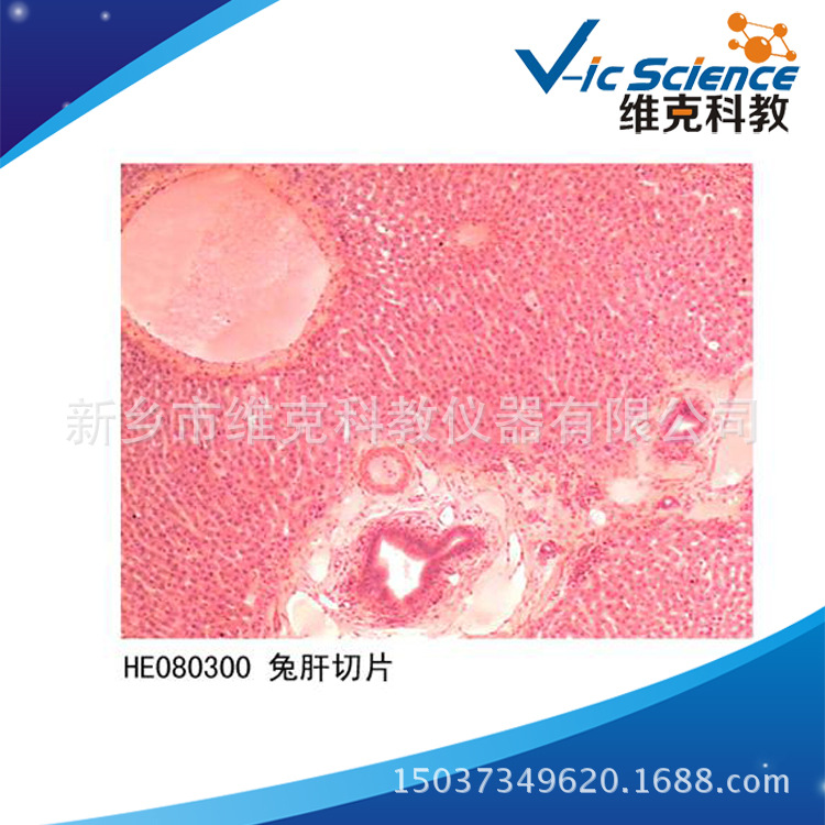 兔肝切片 生物切片 組織學與胚胎學 消化系統 顯微鏡玻片工廠,批發,進口,代購
