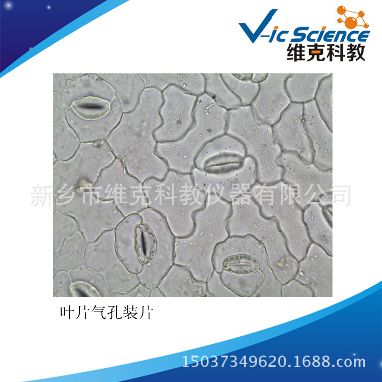 葉片氣孔裝片 生物切片  植物類 小學生物玻片 顯微鏡用工廠,批發,進口,代購