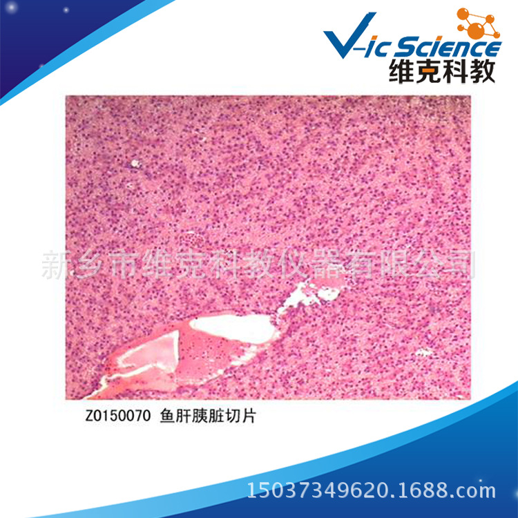 魚肝胰臟切片 生物切片  魚綱 顯微鏡用工廠,批發,進口,代購