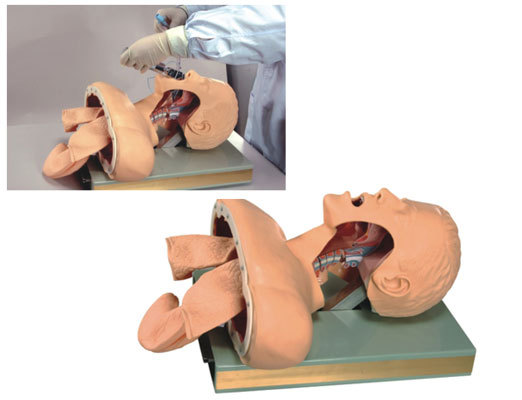高級人體氣管插管訓練模型工廠,批發,進口,代購