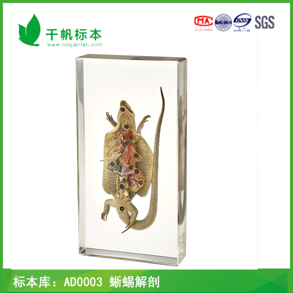千帆標本 AD0003(1203 蜥蜴解剖 動植物標本 廠傢批發工廠,批發,進口,代購