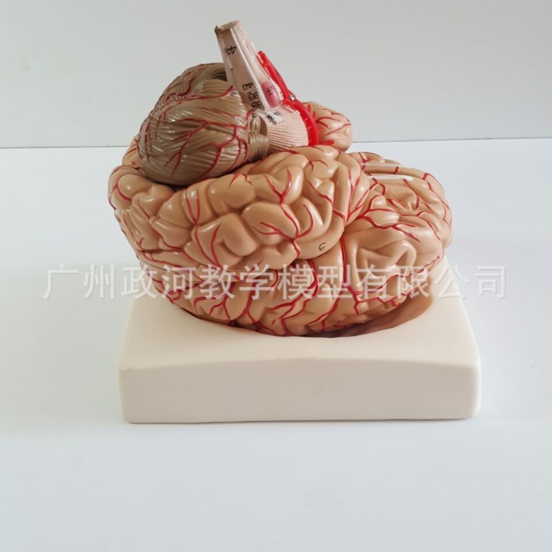 正品醫用　人體大腦解剖模型　腦模型　腦動脈模型　可拆卸9部件批發・進口・工廠・代買・代購
