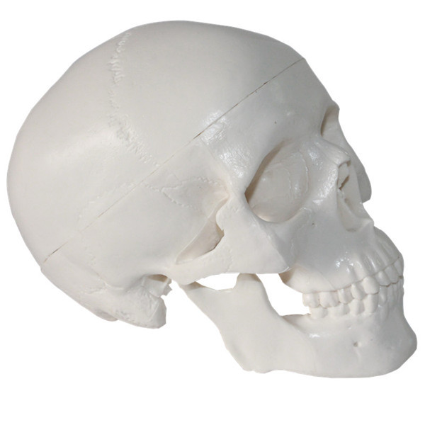 生產供應 人體頭骨模型縮小版 醫用藝用仿真版迷你骷髏模型工廠,批發,進口,代購