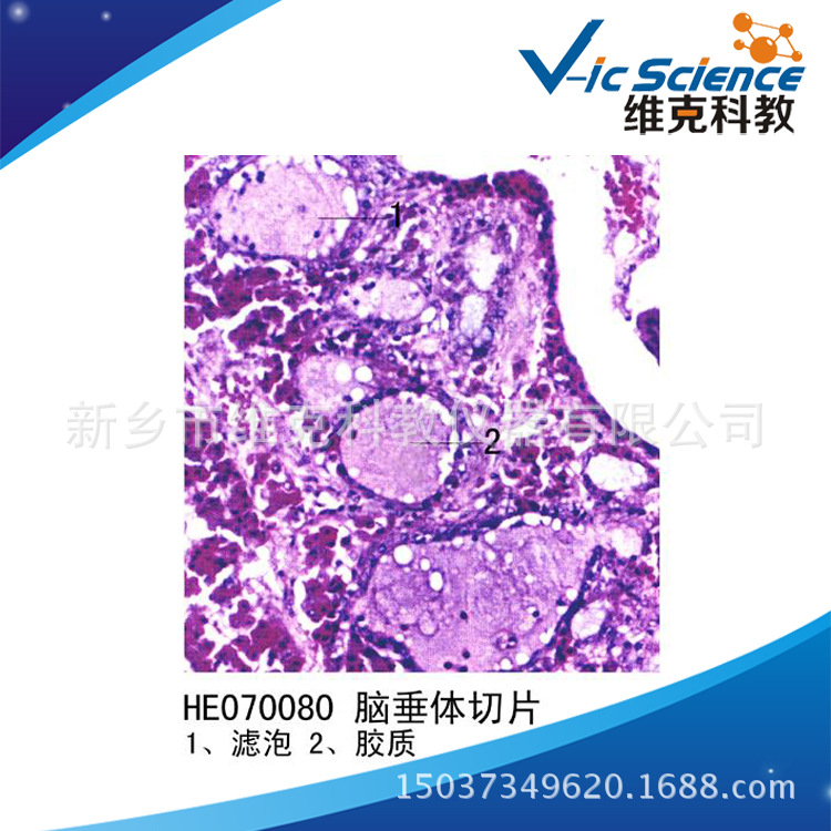 腦垂體切片 生物切片 顯微鏡玻片 內分泌系統工廠,批發,進口,代購