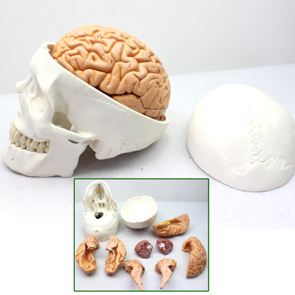 ENOVO正品醫用人體頭顱骨 大腦模型 頭骨模型 1:1顱腦解剖 神經科工廠,批發,進口,代購