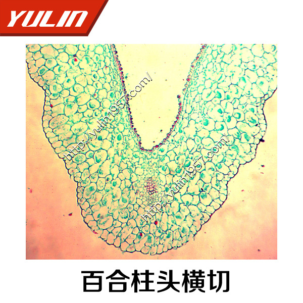 河南生物機器切片廠傢 供應切片標本 百合柱頭橫切工廠,批發,進口,代購