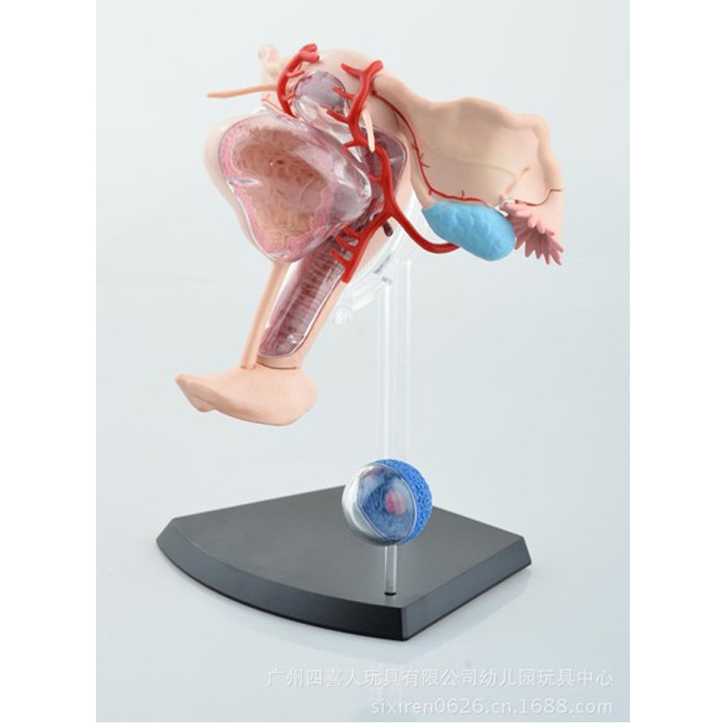 4D MASTER女性子宮模型 生物醫學教育解剖拼裝模型HA26062批發・進口・工廠・代買・代購