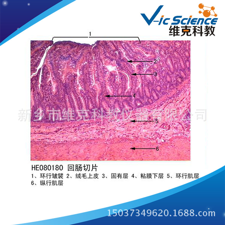 回腸切片 生物切片 組織學與胚胎學 消化系統 顯微鏡用品工廠,批發,進口,代購