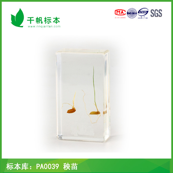 千帆標本 PA0039秧苗 動植物標本 廠傢批發工廠,批發,進口,代購