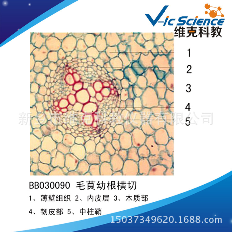毛茛幼根橫切 生物切片  植物類裝片 根及根的變態 顯微鏡專用工廠,批發,進口,代購