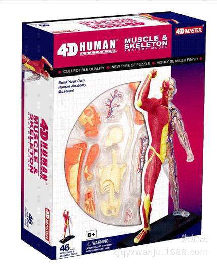 4D MASTER 生物教學模型人體解剖模型系列 人體肌肉模型26058工廠,批發,進口,代購