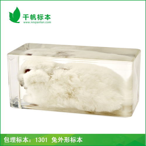 千帆教學標本之1301兔外形包埋標本 動物標本 廠傢直銷批發工廠,批發,進口,代購