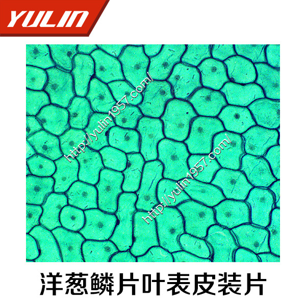 植物切片 生物玻片   生物教學機器   洋蔥鱗片葉表皮裝片工廠,批發,進口,代購