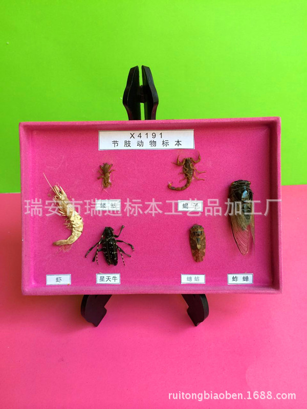 節肢動物標本 生物教學標本 動物標本 幼教小學中學教學工廠,批發,進口,代購