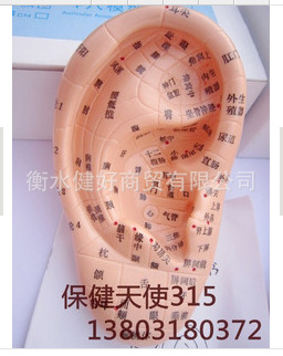 上海經絡通 17CM耳針模型 耳針灸模型 耳穴模型耳朵穴位模型 耳穴工廠,批發,進口,代購
