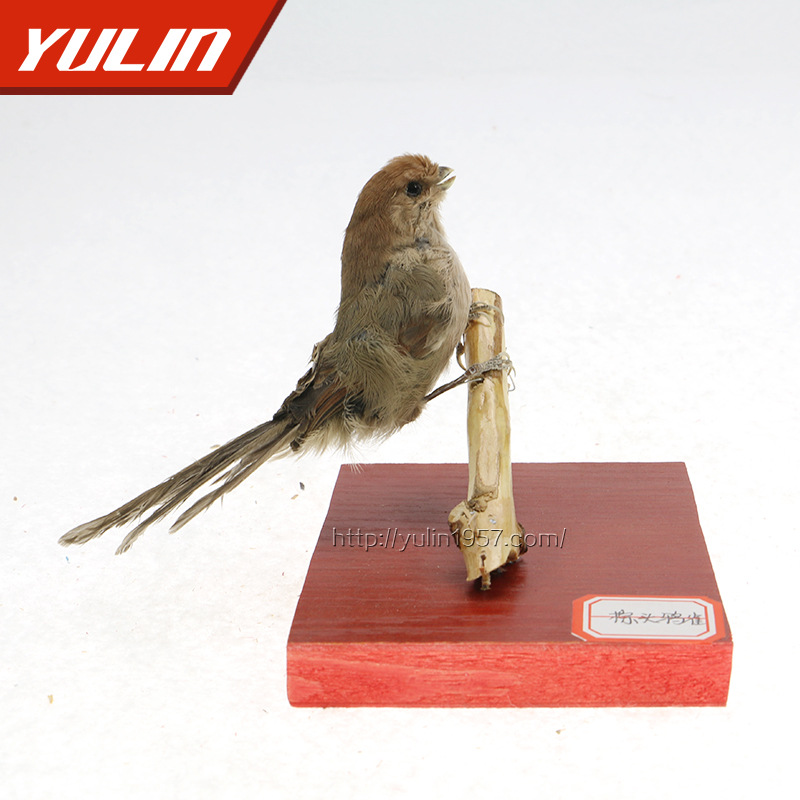 鳥類剝製標本 教學科研用品 棕頭鴉雀教學標本工廠,批發,進口,代購