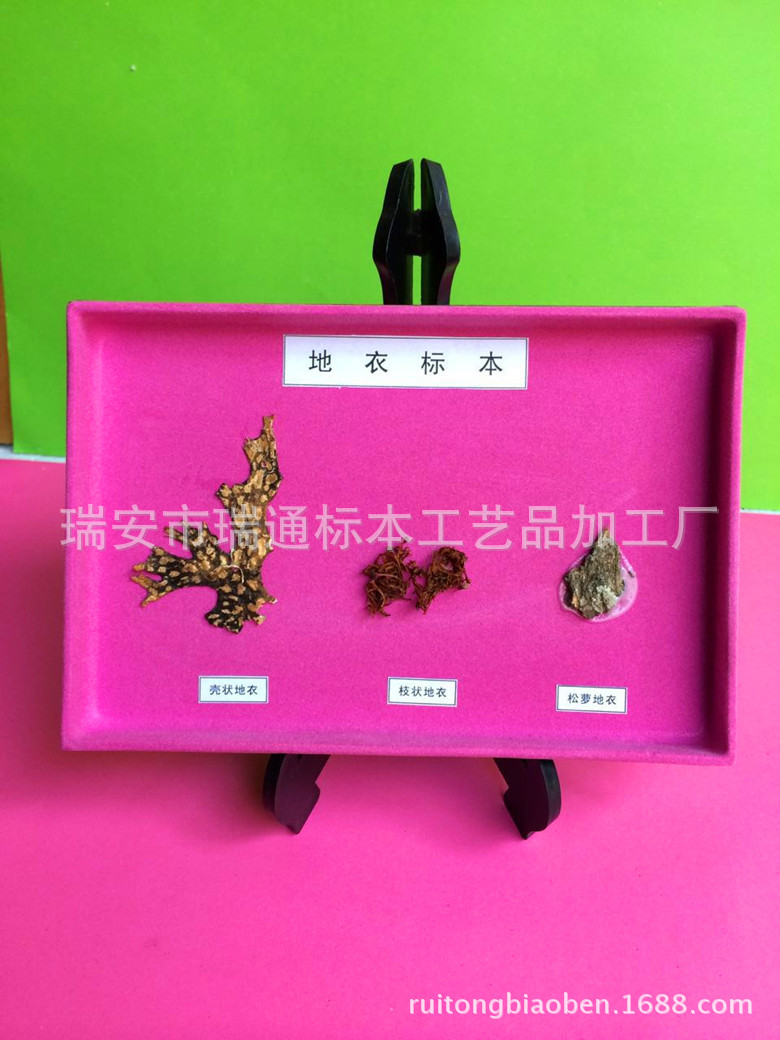 地衣標本 植物標本 生物教學配套標本 教學機器 廠傢直銷 可批發工廠,批發,進口,代購