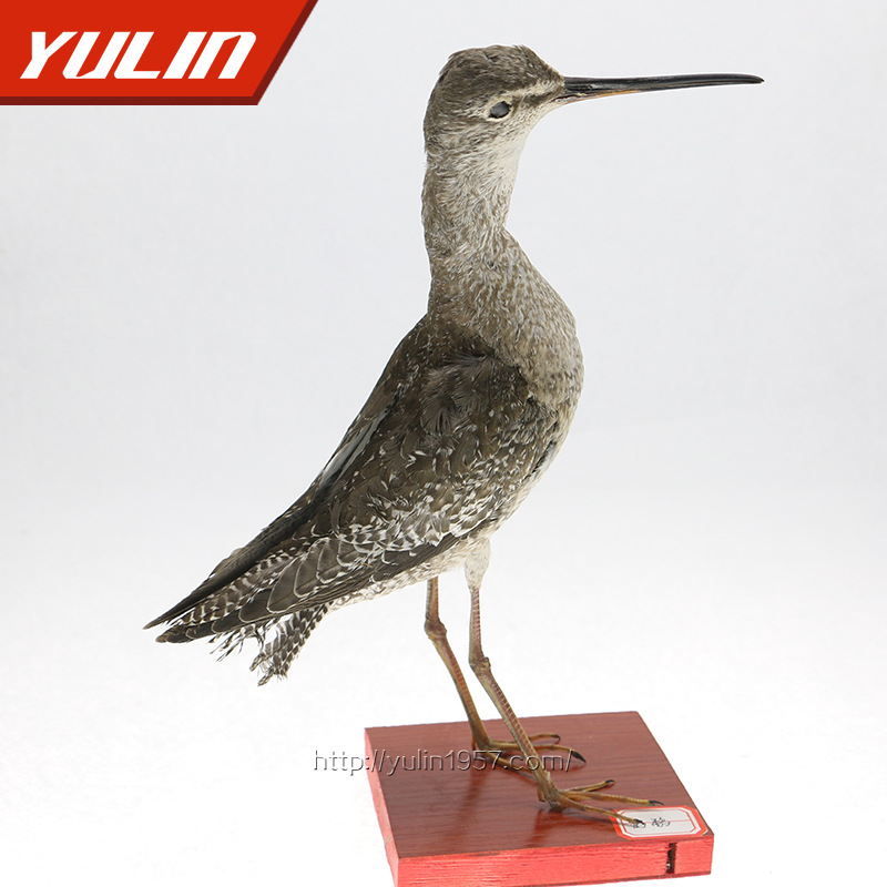 不易變形的鳥類實物動物標本  鶴鷸剝製標本工廠,批發,進口,代購