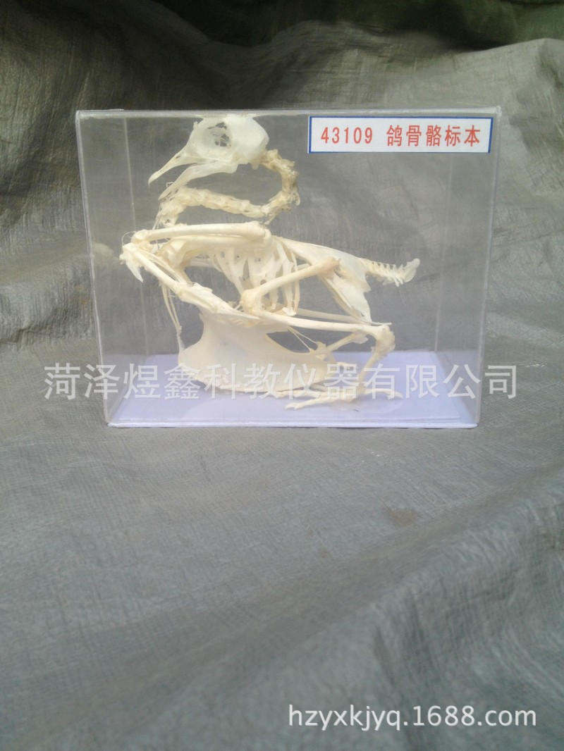 教學機器廠傢直銷 鴿骨骼標本43106 鴿骨骼模型 初中生物工廠,批發,進口,代購
