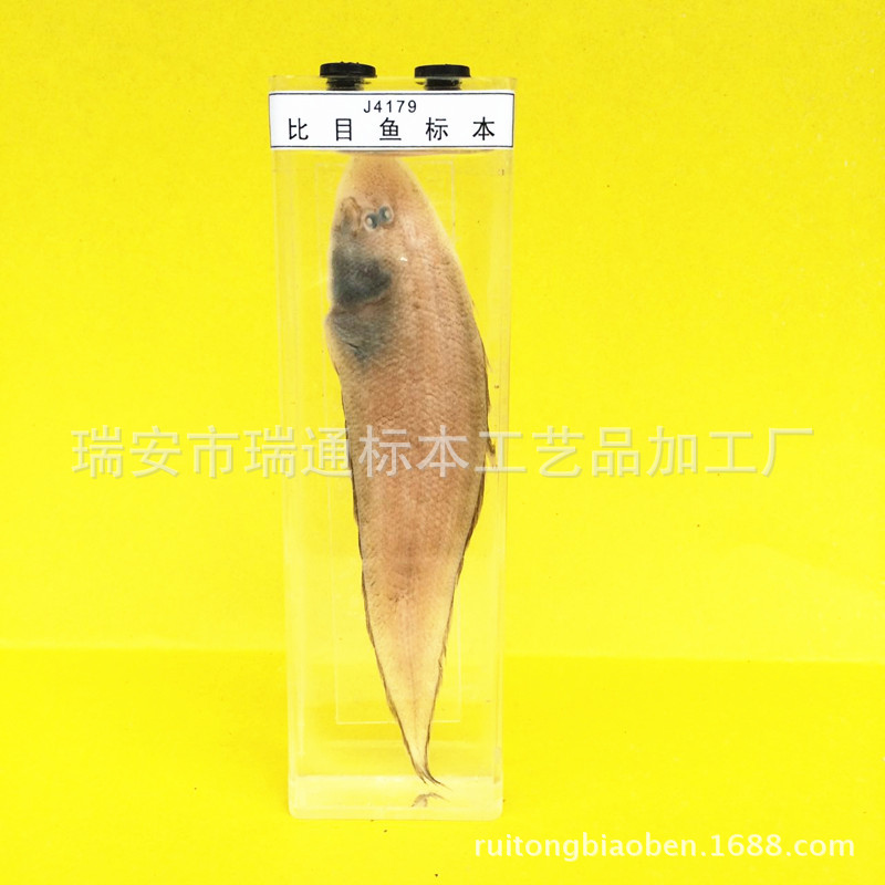 比目魚浸製標本 海洋生物標本 生物教學標本 幼兒小學中學標本批發・進口・工廠・代買・代購