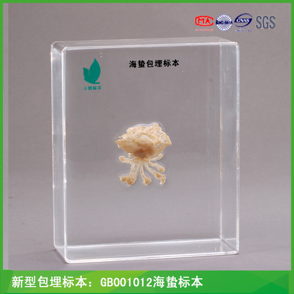 GB001012海蟄標本 千帆標本 動植物標本  廠傢批發工廠,批發,進口,代購