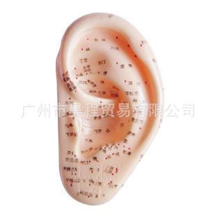 HC-514A按摩耳17cm，穴位準確清晰P V C材質工廠,批發,進口,代購