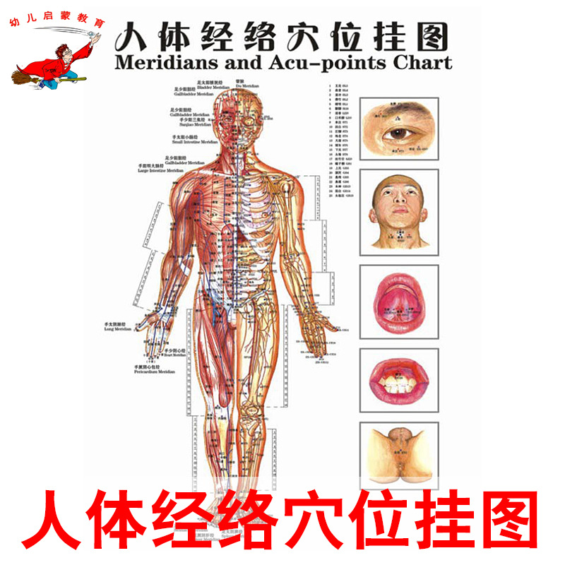 人體經絡穴位對開掛圖人體器官足療保健按摩刮痧醫學掛圖批發工廠,批發,進口,代購