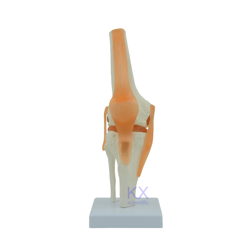 1比1自然大膝關節模型 功能型膝關節 骨骼關鍵模型 醫用促銷禮品批發・進口・工廠・代買・代購