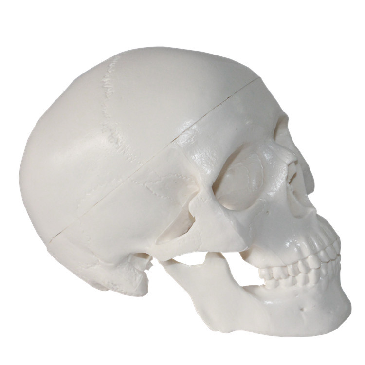 生產批發人體頭骨模型兒童頭骨模迷你小頭骨模型仿真人體骨骼模型批發・進口・工廠・代買・代購