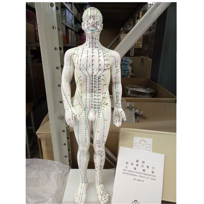 新成針灸穴位人體模型50cm男女模型清晰經絡人體針灸穴位模型工廠,批發,進口,代購