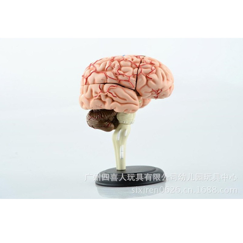 4D MASTER 人體大腦結構模型 生物教學器材 醫學拼裝玩具HA26056工廠,批發,進口,代購