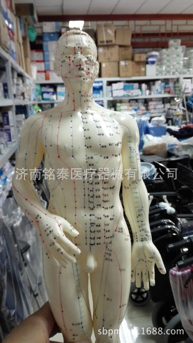 上海偉業針灸模型 人體穴位經絡模型 男模型工廠,批發,進口,代購