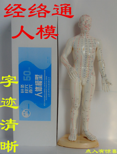 上海中界經絡通人體經絡穴位針灸模型50CM男模工廠,批發,進口,代購