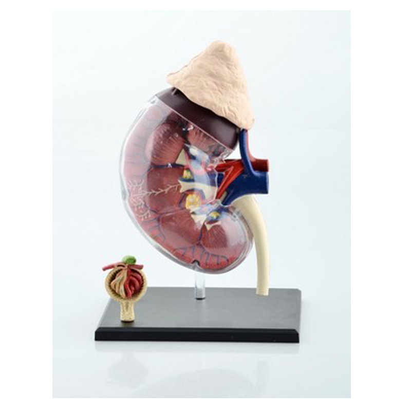 4D MASTER 益智拼裝大師之人體腎臟模型 生物教學器材HA26067批發・進口・工廠・代買・代購