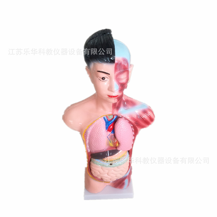 少年人體半身模型 J39053 初高中學生物醫學生理衛生解剖器官肌肉批發・進口・工廠・代買・代購