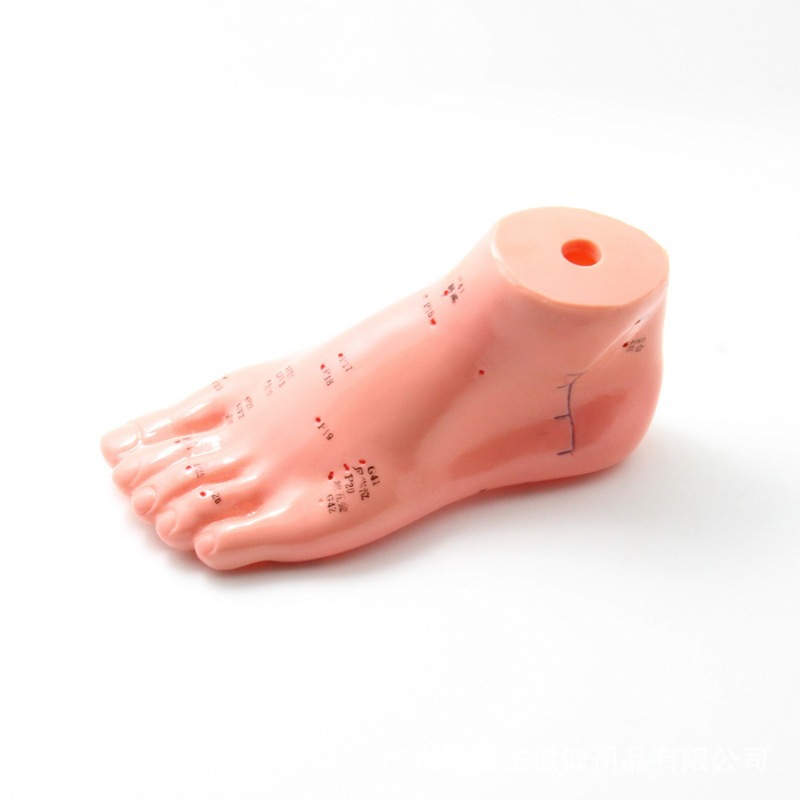 廠傢直銷批發偉葉醫用針灸足部模型13cm醫用人體模型腳部穴位模型批發・進口・工廠・代買・代購