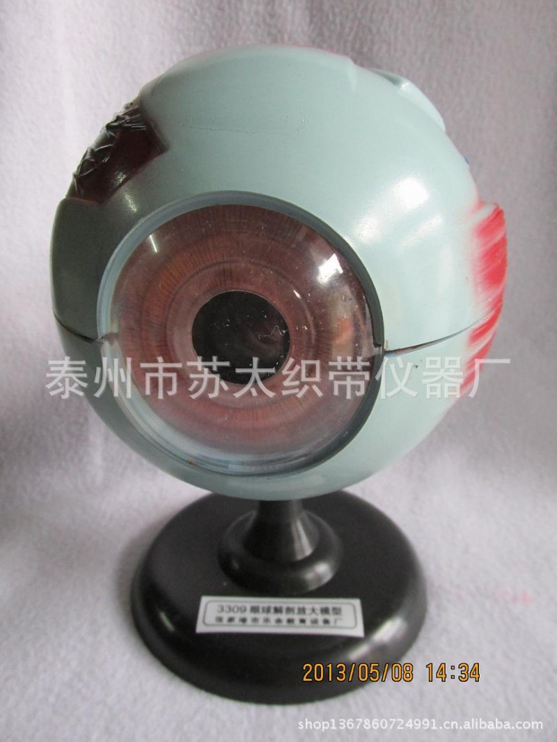 眼球解剖放大模型 自然大6倍 現貨供應 中學 醫學院教學工廠,批發,進口,代購