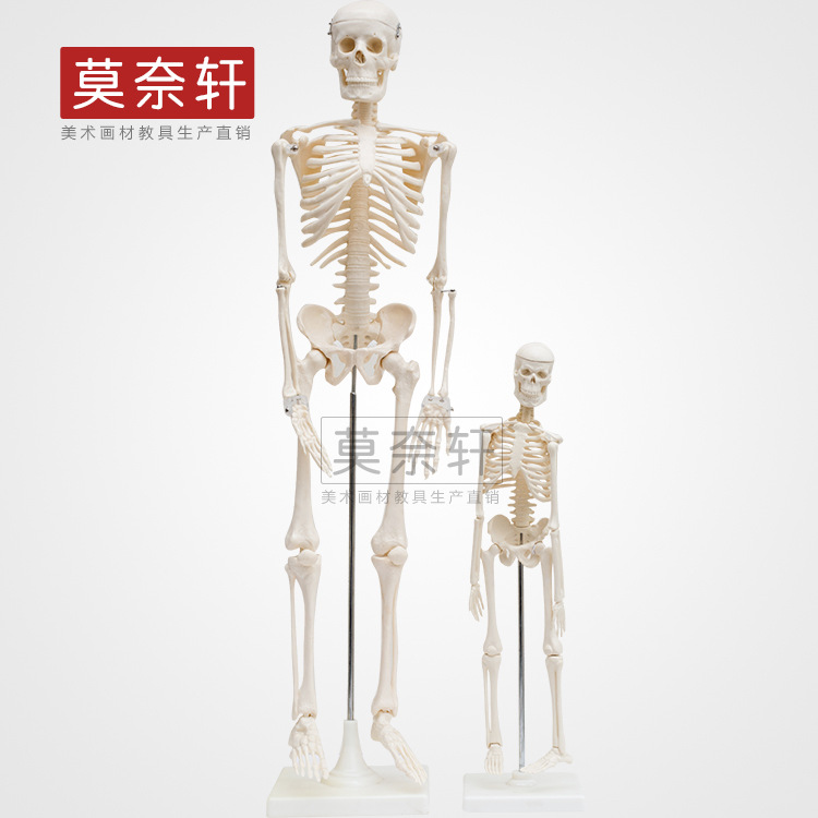 美術用全身人體器官骨骼模型45cm骨架模型人體標本帶底座醫學教學批發・進口・工廠・代買・代購