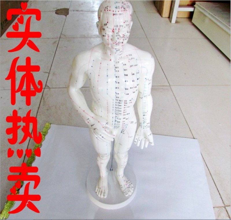上海偉葉牌人體針灸經血模型 醫用針灸人體模型 超清男女穴位模型工廠,批發,進口,代購