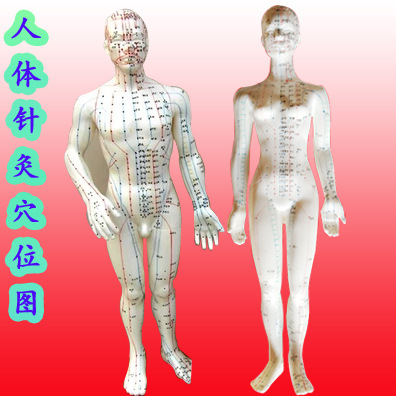 上海偉業經絡通人體針灸穴位模型人體經絡模型男女模型針灸超清晰工廠,批發,進口,代購