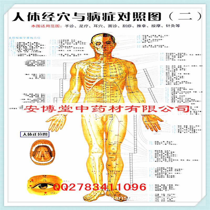 安博堂高清人體經絡大掛圖 中醫穴位圖 身體背麵反射區健康療4張批發・進口・工廠・代買・代購