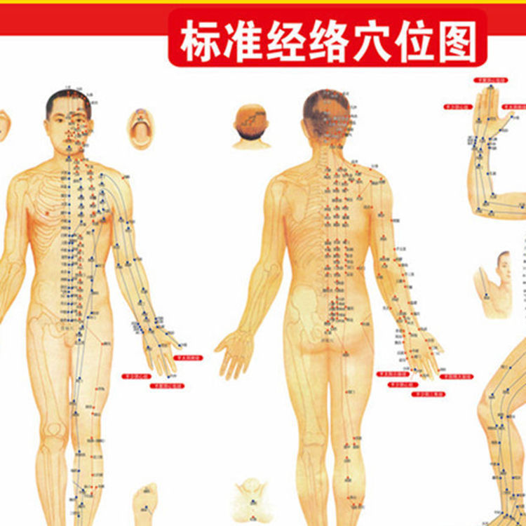 艾條灸圖艾灸療法書艾條艾灸書穴位圖人體艾灸經絡穴位圖工廠,批發,進口,代購