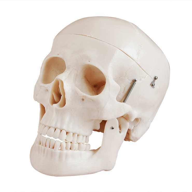 醫學自然大頭顱骨模型，頭顱骨模型,醫用頭蓋骨,頭骨模型,三部件工廠,批發,進口,代購