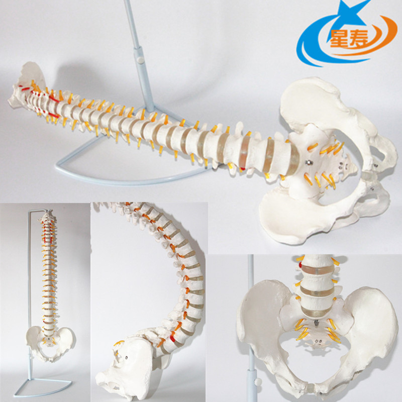 星壽品牌人體脊椎模型脊柱模型帶骨盆模型 人體骨骼模型關節模型批發・進口・工廠・代買・代購