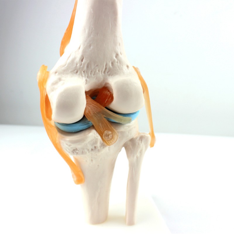膝關節模型 1：1膝關節 骨科 關節鏡模型 醫患溝通骨骼模型工廠,批發,進口,代購