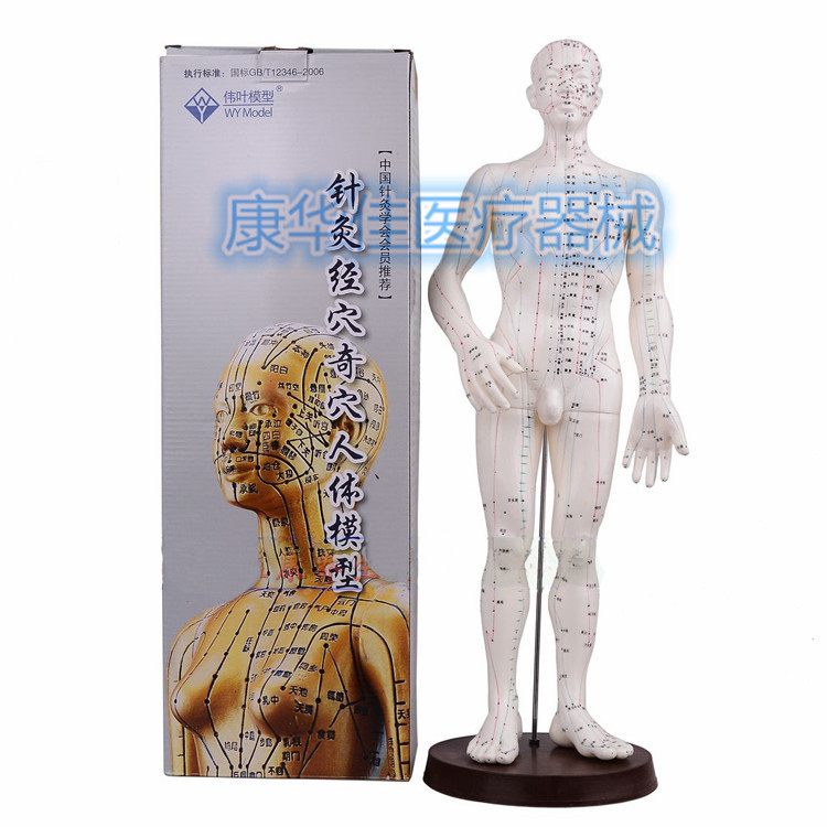 上海偉葉 人體模型 高清男人體經絡模型 針灸穴位模型工廠,批發,進口,代購