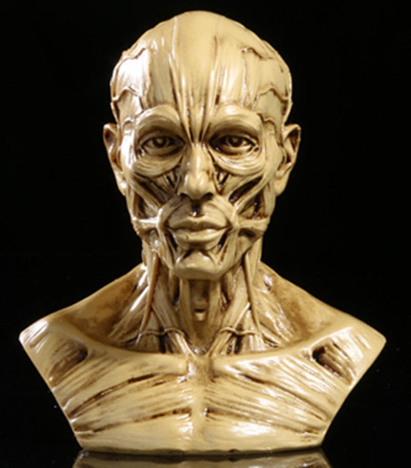 樹脂骷髏頭速賣通肌肉頭骨仿真骷髏頭骨醫學頭骨半身人體模型工廠,批發,進口,代購