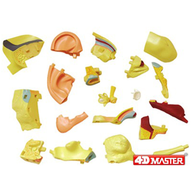 4D MASTER耳模型 學校生物教學器材  解剖拼裝玩具HA26055批發・進口・工廠・代買・代購