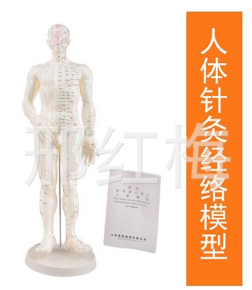 醫用人體針灸經絡穴位模型反射區按摩模型圖上海偉葉男模50cm工廠,批發,進口,代購