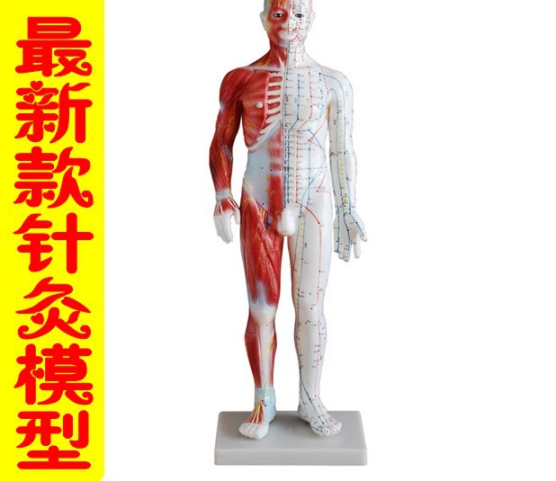 人體經絡模型人體穴位模型 附肌肉骨骼示意60cm工廠,批發,進口,代購